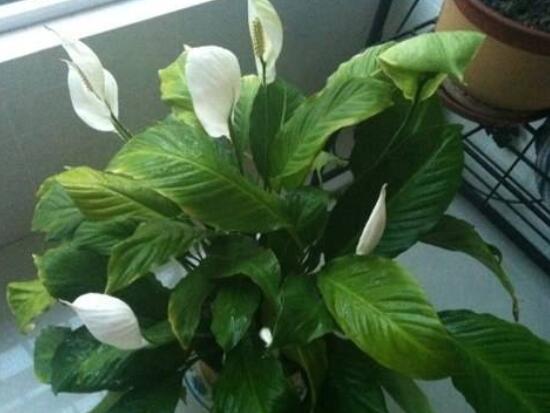 一帆風(fēng)順花期，大多數(shù)在5-8月開花(一年四季均可開花)