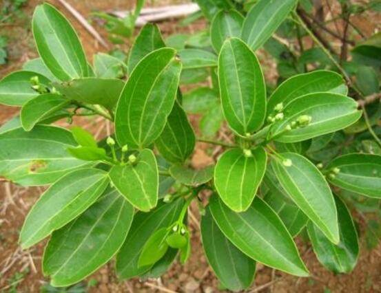 平安樹葉子耷拉怎么辦，三種原因以及解決辦法