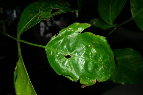 幸福樹上有白色絮狀物怎么辦，修剪后噴灑藥劑