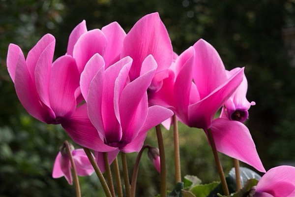 仙客來(lái)種球怎么催根