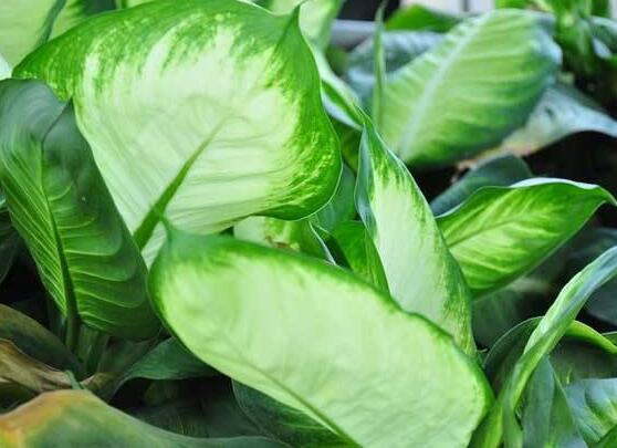 厚葉萬年青有毒嗎，誤食致人聲帶變啞、胃腸腫痛