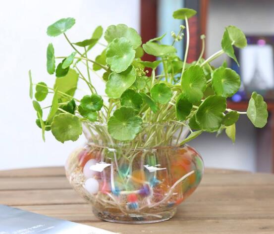 銅錢草水培怎么固定根，，擇一些小花石置于水瓶底部(美觀固定)