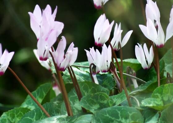 仙客來突然蔫了怎么辦，主要就是光照和澆水不當(dāng)導(dǎo)致