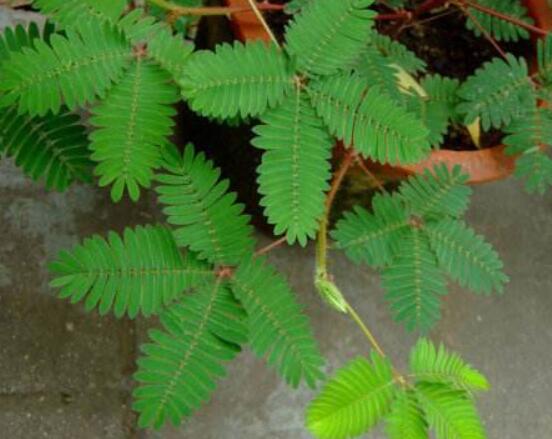 含羞草怎么養(yǎng)活，做好五個(gè)要點(diǎn)存活率百分百