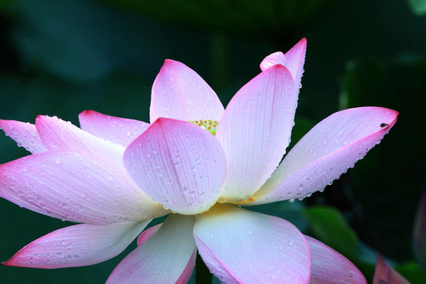 盆栽荷花的種植方法和注意事項(xiàng)