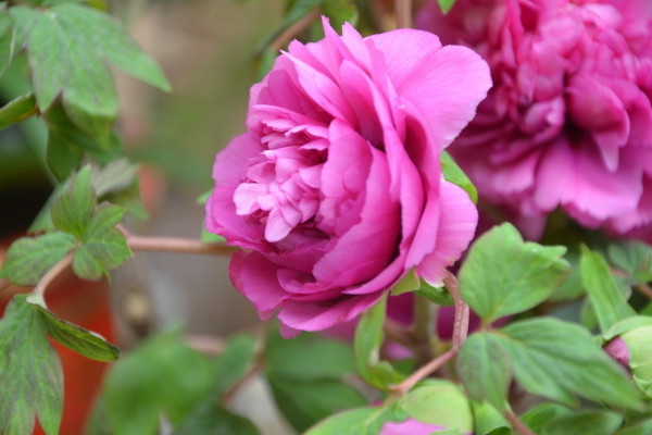 牡丹夏天開(kāi)花嗎