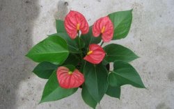 紅掌葉子不紅什么原因，以下5個原因都會導致紅掌不紅