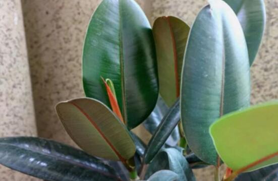 橡皮樹葉子下垂怎么辦，四種原因以及解決辦法