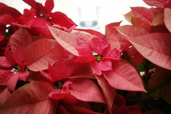 一品紅的養(yǎng)殖方法和注意事項(xiàng)，用混合營(yíng)養(yǎng)土栽植