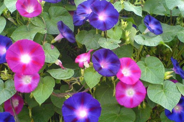 牽?；ǘ炜梢圆シN嗎