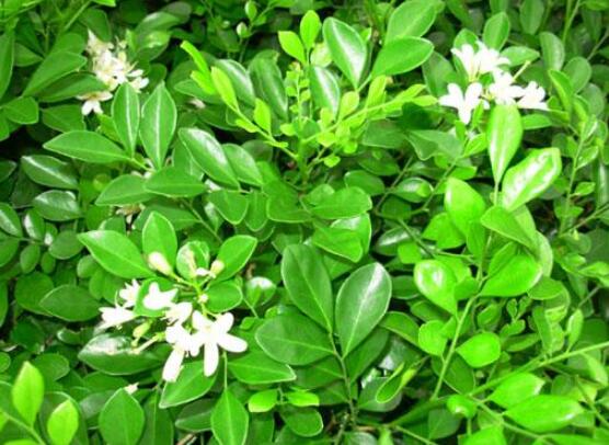 七里香和九里香的區(qū)別，教你三種區(qū)別方法(形態(tài)/生長(zhǎng)/作用)