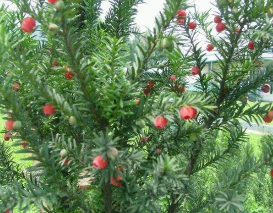 紅豆杉怎么換盆，三個(gè)簡(jiǎn)單方法教你輕松學(xué)會(huì)