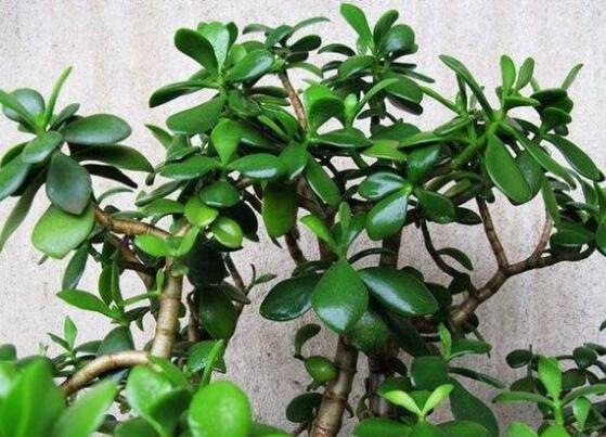 玉樹花盆景圖片大全，每個盆景都玉樹臨風(fēng)、多姿多彩