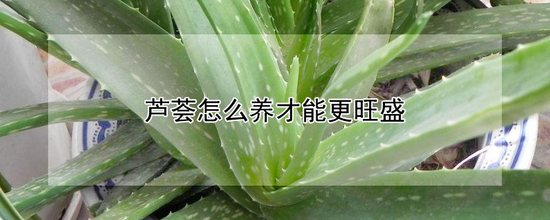 蘆薈怎么養(yǎng)才能更旺盛