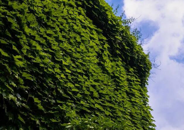 常青藤夏天怎么澆水，澆水時間要控制好