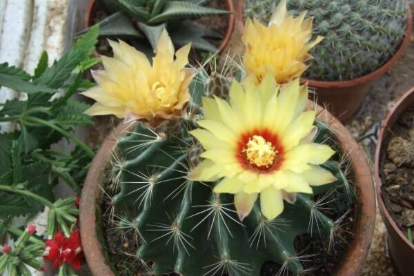 仙人球小苗悶養(yǎng)技術