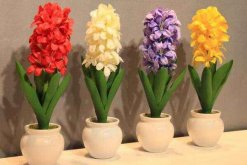 風(fēng)信子葉子發(fā)黃及處理技巧，4種原因以及處理方法