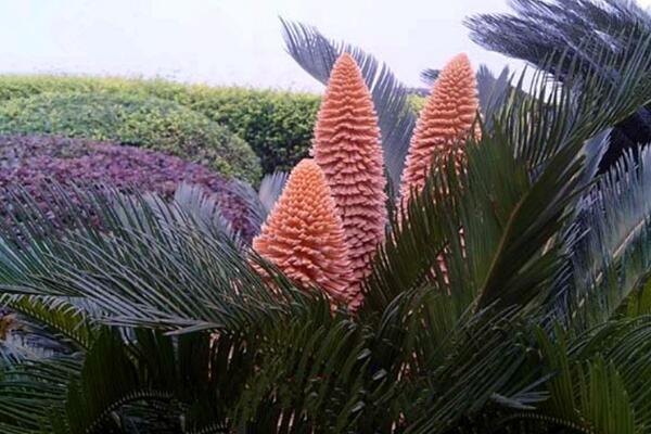 鐵樹(shù)開(kāi)花是什么征兆，是一種祥瑞之兆