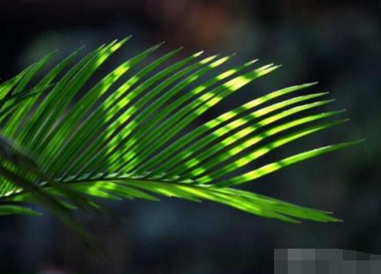 鐵樹怎么澆水，鐵樹澆水方法