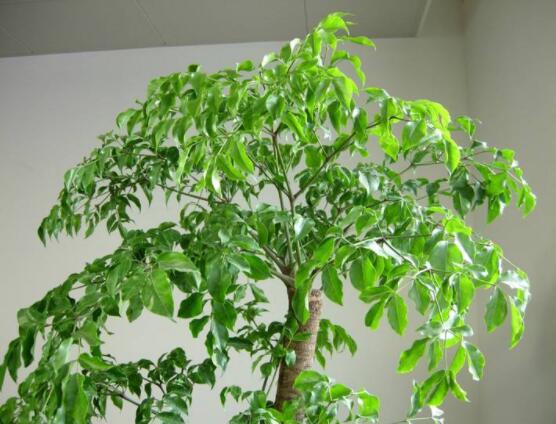 幸福樹不長葉子怎么辦，做好這四點(diǎn)可生長的茂盛碧綠