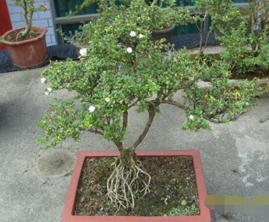 六月雪怎么變粗，做好六點(diǎn)基本方法生長粗壯