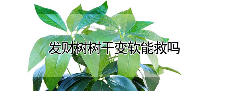 發(fā)財(cái)樹樹干變軟能救嗎