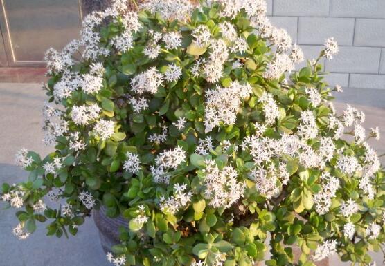 玉樹花盆景圖片大全，每個盆景都玉樹臨風(fēng)、多姿多彩