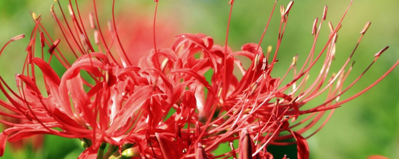 彼岸花葉子發(fā)黃了怎么辦