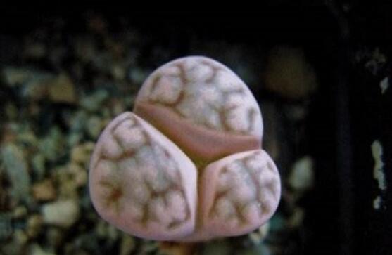 生石花怎么水培，教你四個(gè)基本步驟快速水培生根