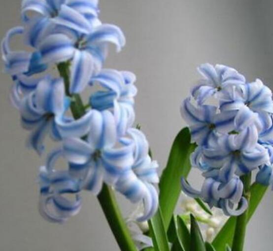 風(fēng)信子葉子太長立不住是怎么回事，教你常見三種原因以及解決方法