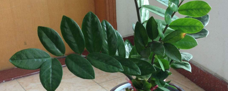 金錢(qián)樹(shù)球根可以水培嗎