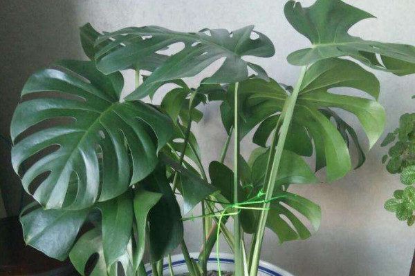 龜背竹長(zhǎng)蟲(chóng)子了怎么辦