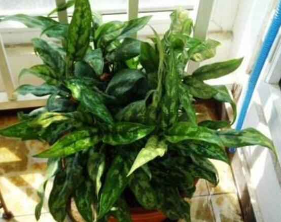 萬年青植物有幾種，盤點(diǎn)最令人欣賞的十大品種