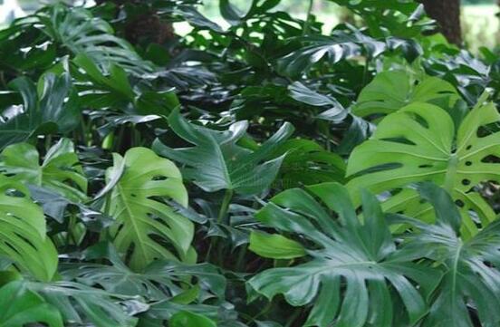 龜背竹滴的水有毒嗎，有毒/皮膚接觸會(huì)導(dǎo)致刺痛灼傷