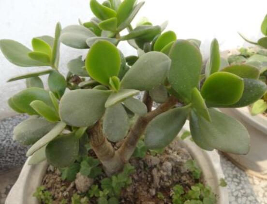 燕子掌葉片發(fā)軟怎么辦，多半是澆水和盆土不當導致