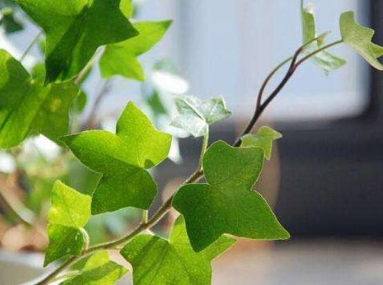 常春藤用淺盆還是深盆，深、淺盆都合適