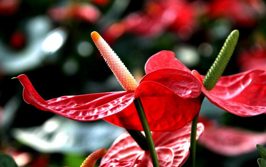 紅掌扦插圖解，極高成活率的方法