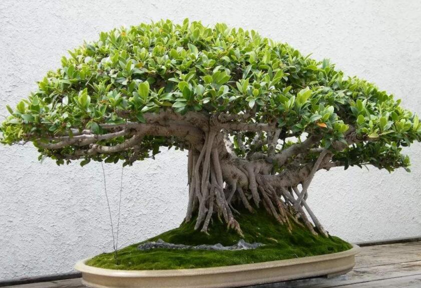 盆栽榕樹冬天怎么養(yǎng)，過冬必備的五種方法技巧