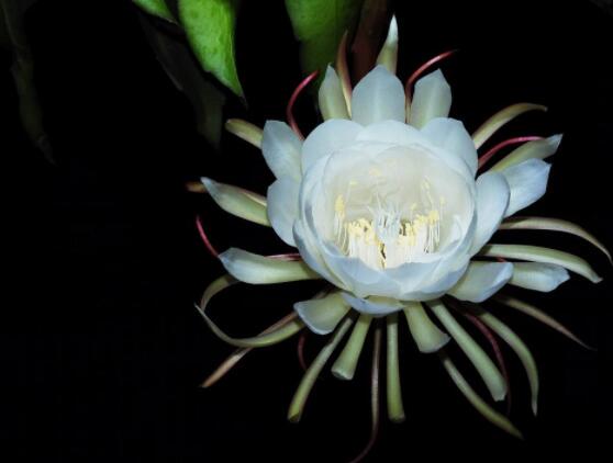 曇花什么時候葉插，以春季為主/擇兩年生健康老葉