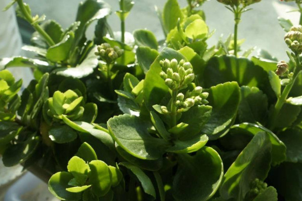 長(zhǎng)壽花不死不活咋回事