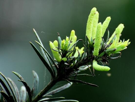 羅漢松品種，盤點羅漢松最珍貴的五大品種