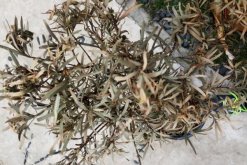 怎樣搶救干枯的羅漢松，分析問題的原因并及時(shí)補(bǔ)救