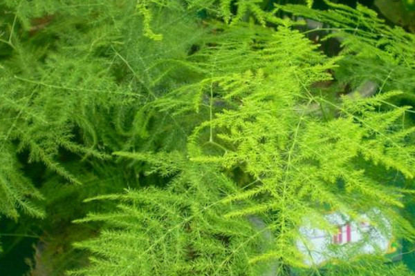 文竹新芽要掐頂嗎