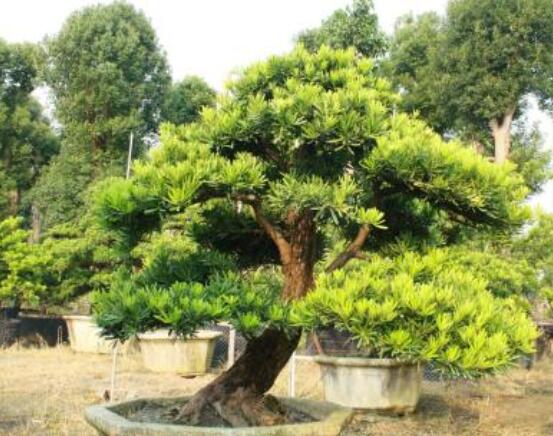 羅漢松盆景修剪技巧，教你三種修剪方法(疏剪/短剪/縮剪)