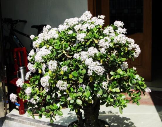 玉樹花盆景圖片大全，每個盆景都玉樹臨風(fēng)、多姿多彩