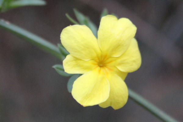 盆栽迎春花長期放室內(nèi)可以嗎