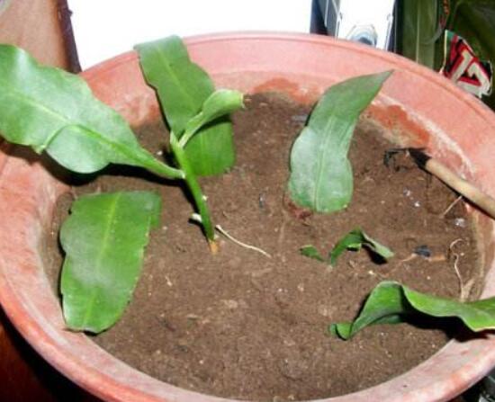 曇花什么時候葉插，以春季為主/擇兩年生健康老葉