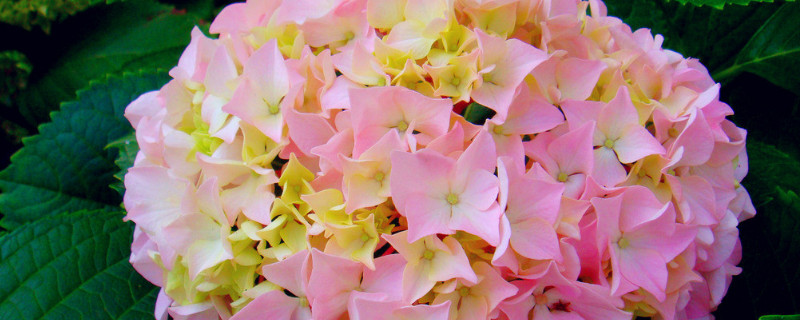 繡球花冬天怎么養(yǎng)