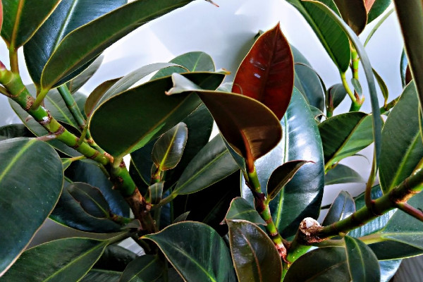 橡皮樹怎么修剪，摘心刻芽/疏除密枝