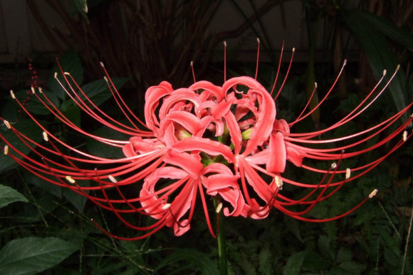 彼岸花什么時(shí)候換盆